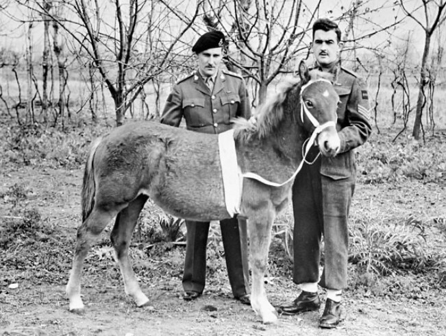 Princess Louise, a young horse, standing with two soldiers of the 8th Hussars